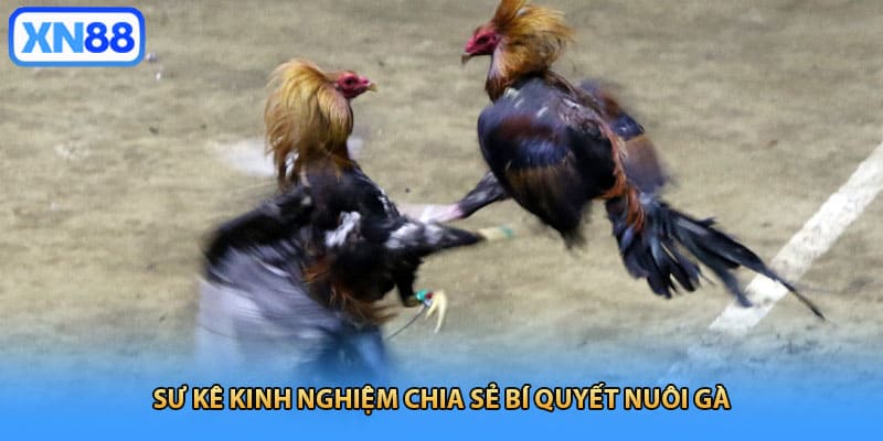 Sư kê kinh nghiệm chia sẻ bí quyết nuôi gà